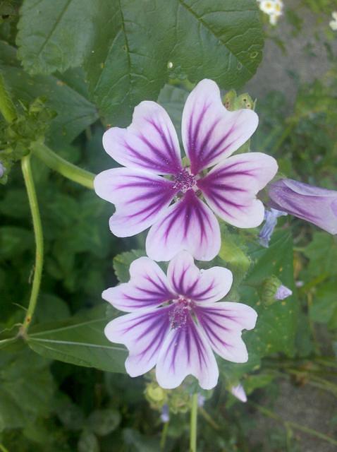 Flowers in a garden