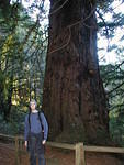 Methuselah tree: Very tall!