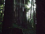 Purissima Creek Redwoods