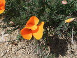 California Poppy