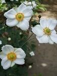 Creamy flowers