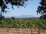 Vineyard and mountains