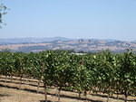 Vineyard and hills