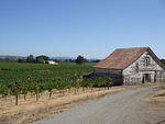 Vineyard and old farmhouse