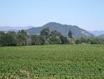 Vineyard and mountains, 2