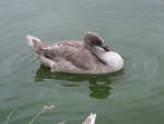 Cygnet grooming