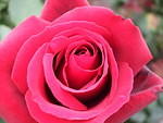 Red rose N