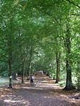 Tree tunnel III