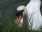 Swan eating