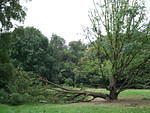 Fallen Tree