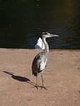 Heron