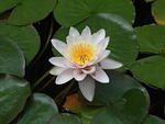 Water lily