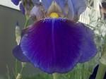 Hello, Iris