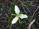 High-altitude trillium