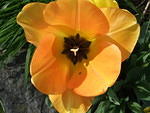 Yellow tulip