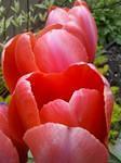 Incredible red tulips