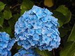 Blue hydrangea