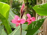 Orchids in the Lost Gardens of Heligan