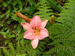 Lily at Heligan