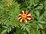 Striped marigold at Heligan