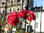 Roses in Princes Street Gardens