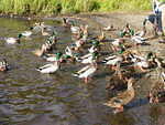 A raft of ducks