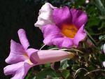 Purple Trumpet Vines!