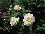 White roses