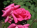 Red roses